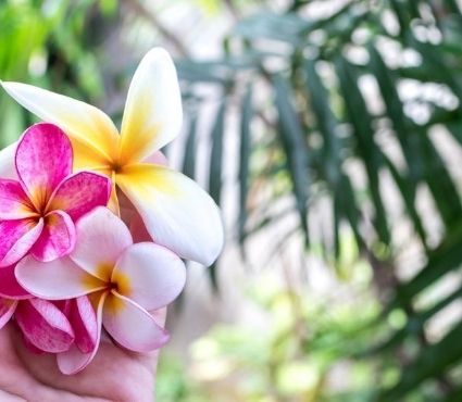 image Pakiety SPA, index (1) Pakiet SPA regeneracyjny